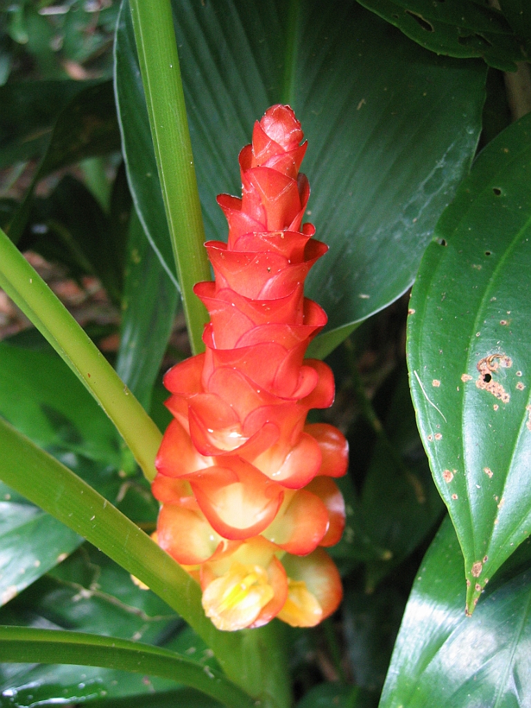 080 Cairns Botanic Gardens.jpg